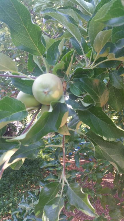 Harmony House Homestay Σεντόνα Εξωτερικό φωτογραφία