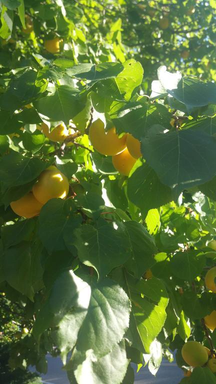 Harmony House Homestay Σεντόνα Εξωτερικό φωτογραφία
